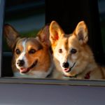 Wednesday Window Watchers!