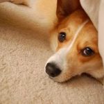 Five Years In: A love letter to Corgi Nation (and a very special girl!)