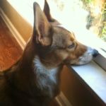 #Corgi Window Watchers: Friday ENCORE!