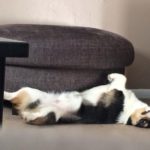 Oliver’s Pre-Nap #Corgi DERP!