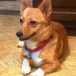 Thursday Adoptables: Rosie the Redhead!