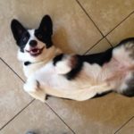 Saturday #Corgi Smilers!