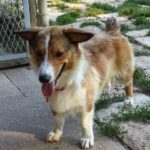 Thursday #Corgi Adoptables: Boo of Kansas!