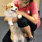 Saturday #Corgi Smiler: Dally of Kentucky!