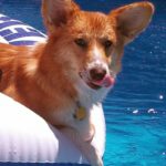 Henry’s cool #Corgi moves …