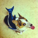 28 #Corgis in Shark Costumes. (You’re gonna need a bigger bone!)