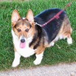 Thursday #Corgi Adoptables: Max’s Happy Tail Story!