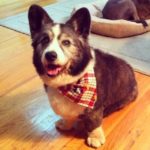 Big, Big Birthday Love: Melvin the #Corgi Turns 15!