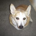 Catching Up With CorgiPals