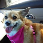 Thursday #Corgi Adoptables: Clover the Corgi Mix!