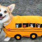 The Daily #Corgi Goes Back to School …