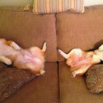 Sunday Schnoozlers: Buddy and Brody