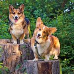 Catching Up With CorgiPals