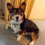 Catching Up With CorgiPals
