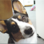 Catching Up With CorgiPals