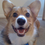 Monday Memories: Loki — aka Little Miss Pudgy Paws!