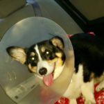 Catching Up With CorgiPals