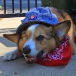 Saturday #Corgi Smiler: Denby Dog