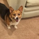 Thursday #Corgi Adoptables: Fergie and Brownie!
