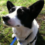 City Dog, Country Dog: Corgi Mix Bart of New Jersey