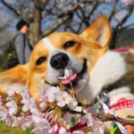 Saturday Smiler: Cherry Blossom #Corgi!