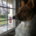 Wednesday Window Watchers: #Corgis On Patrol!