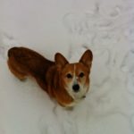 Catching Up With CorgiPals