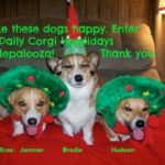 Win a Corgi-licious Christmas!
