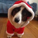 Winners List: The Daily Corgi Happy Howlidays Rafflepalooza!