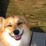 Dog on a Blog: Fidgit the #Corgi of Rhode Island