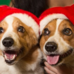 Saturday #Corgi Smilers: Christmas Edition!