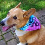 Thursday Adoptables Happy Ending: A Holiday Update from Spike the #Corgi!