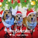 Monday Morning Merriment: More Christmas #Corgis!