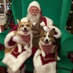 The Twelve Days of Christmas #Corgi Photos — Day One!