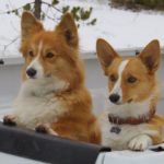 Corgin’ In A Winter Wonderland — Day Three!