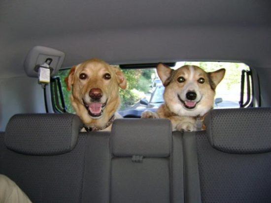 corgslook