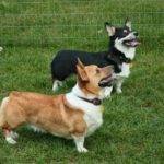 Saturday #Corgi Smilers: Hunter and Pippin!