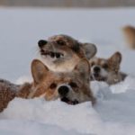 I Want YOUR Snow #Corgi Pics!