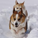 Corgin’ In A Winter Wonderland — Day Two!
