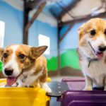 A Rootin’ Tootin’ A #Corgi Party!
