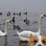 Best #Corgi Photo Bomb Ever? Goro and the Birds!