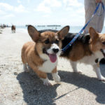 #Corgi Fun at Florida’s Fort De Soto Dog Beach!