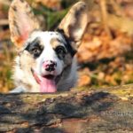 Wordless Wednesday: The Many #Corgi Faces of Miss Jones!