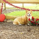 Valentine #Corgis Week: Day One!