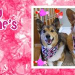It’s A Very #Corgi Valentine’s Day!