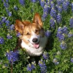 33 #Corgi Smiles in Meadows of Texas Bluebonnets!