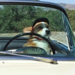 March Madness! Ten Things #Corgis Do Better Than You