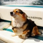 Saturday #Corgi Smiler: Callie!