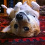 Throwback Thursday: A Rescued Dog’s Guide to Breaking In The New Humans