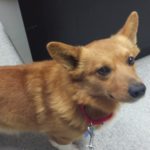 Thursday #Corgi Adoptables: Joey and Kia